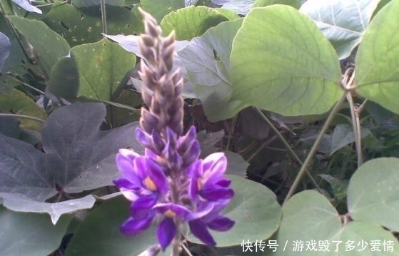 树根|大山里藏着的这种“树根”,有着“千年人参”的美誉,能调节血糖