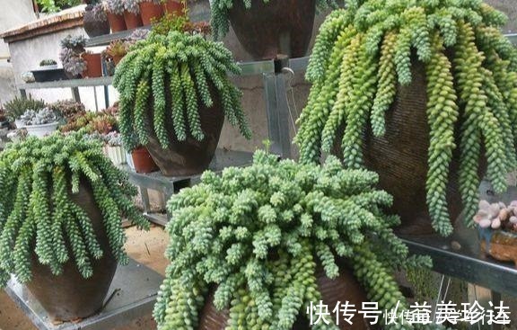 绿珍珠|“吊着养”的多肉,不要控养撒欢长,千珠万珠垂落,阳台一片好景!