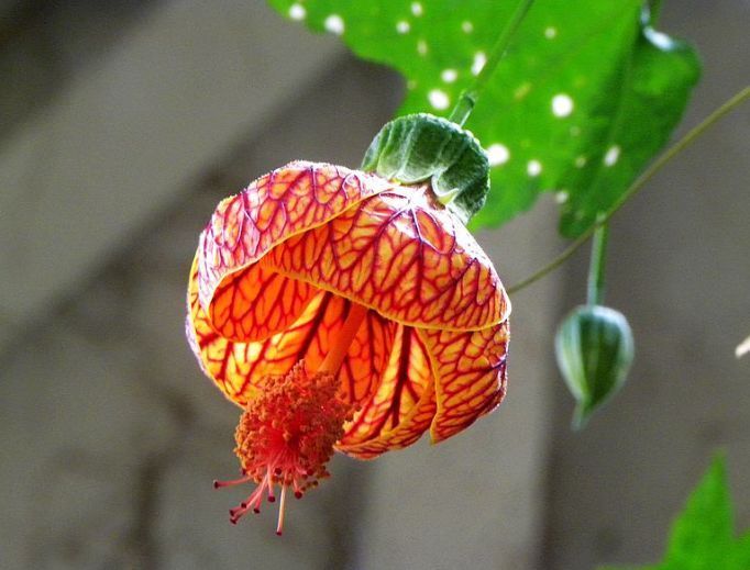 阳台就养几种花，浇水就疯长，60天就开花，比牡丹美！