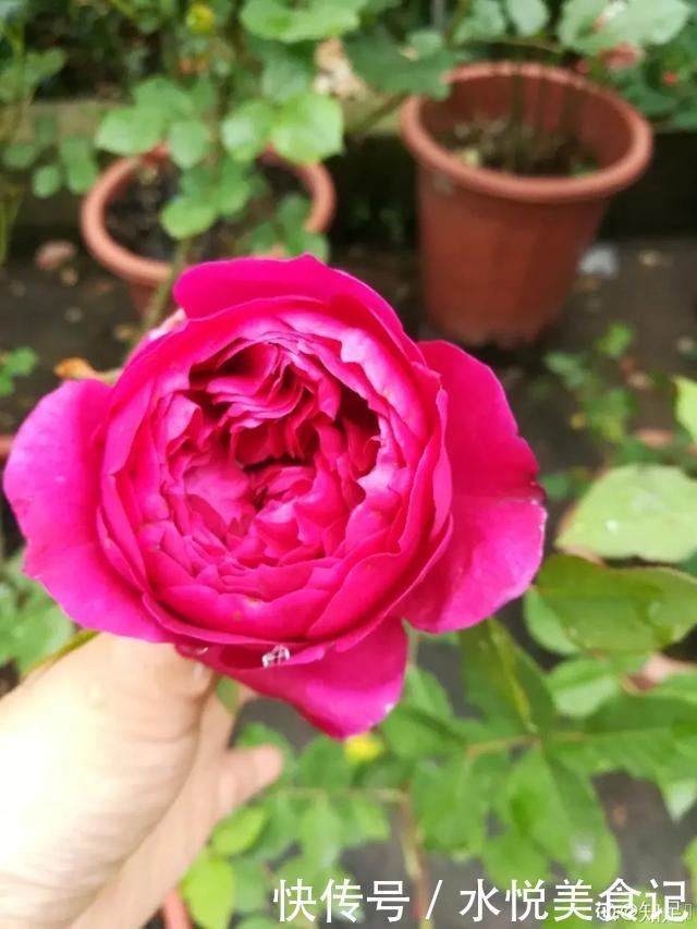 22种最漂亮的月季,一次能开300天,满屋飘香开花多