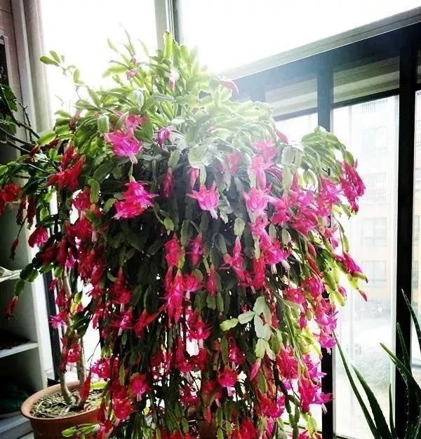 仙人掌|家庭养蟹爪兰,一个“小窍门”,不怕热,不怕冷,一年到头都开花