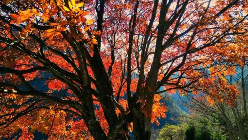 大彩林|四川省第十二届（秋季）乡村文旅节和你相约黑水