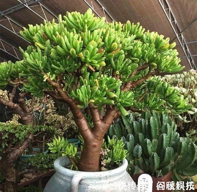 盆栽|家里摆上10种花，越来越兴旺、发达，个个都是“吉祥”花