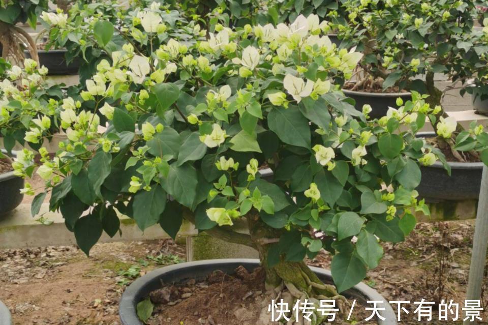 开花机器|养三角梅，反复做这件事，才不愧“开花机器”的美誉