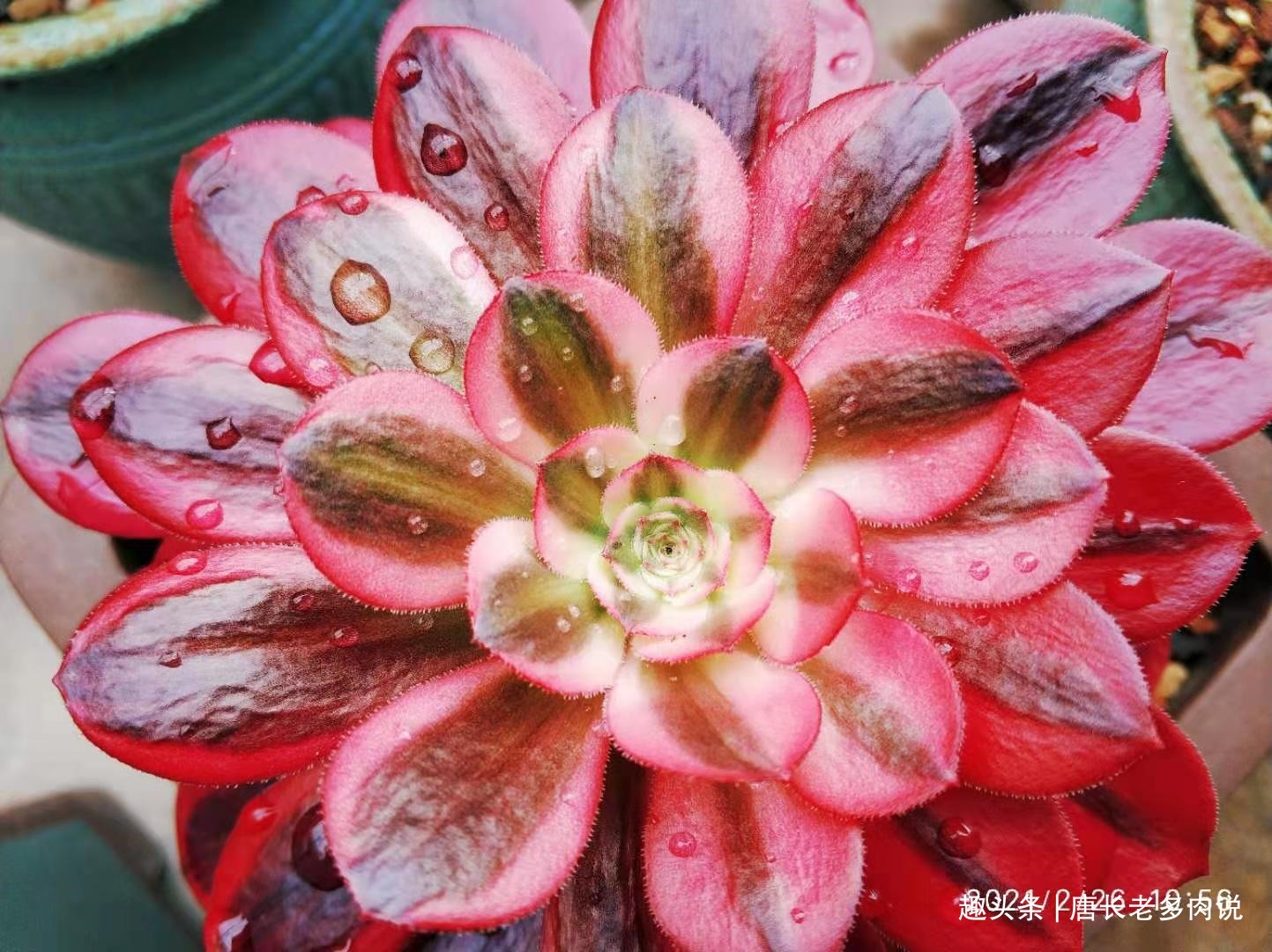 想将多肉养到爆盆，跟环境没有太大的关系，主要跟这些因素有关