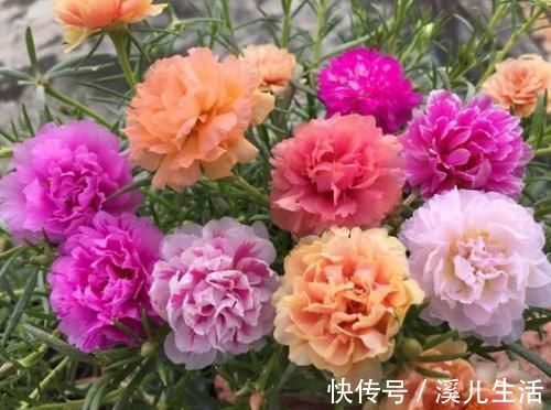 观赏价值|新手就养4种花，好养易爆盆，养上一盆四季欣赏，好养活还不贵