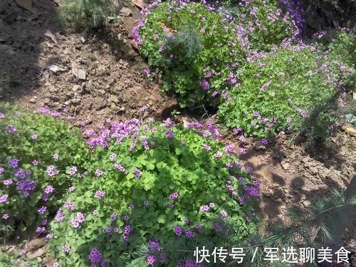 本草纲目|野外见到这种“心形小草”，请拿袋子装些回家，它的价值不一般