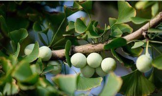 本草纲目|此种不起眼的果子,有祛痰、止咳、润肺、定喘等功效,早知早受益