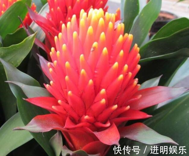 喜欢养菊花，不如养一盆“火炬花”，花色犹如燃烧火把，红火鲜艳