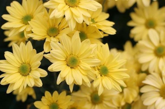 适合秋冬养的花,好养如绿萝,花形奇特漂亮,花香四溢,值得入手