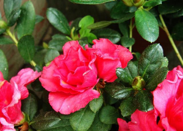 杜鹃花养不好,花朵叶子都发蔫,几个好方法帮你解决