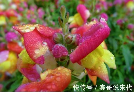 超漂亮的几款花卉,沾土就活,给点阳台就灿烂,好养易活