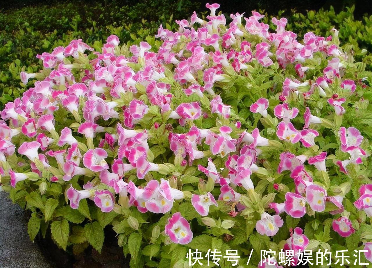 农历九月十八霜降后,养什么花?家里养3种花,年逢盛世寿赛苍松