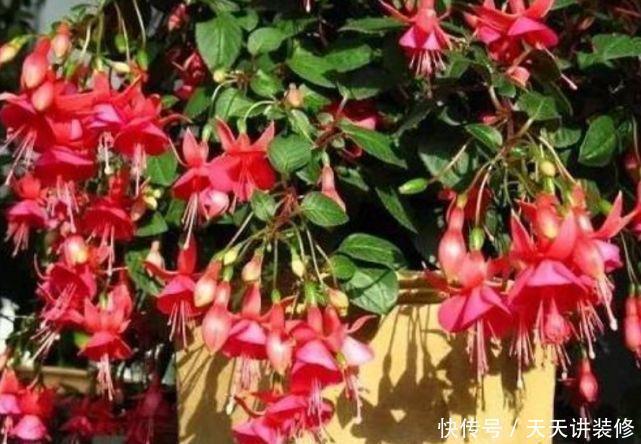 种花|3种花是花中劳模,一年四季开花不断,谁养谁喜欢
