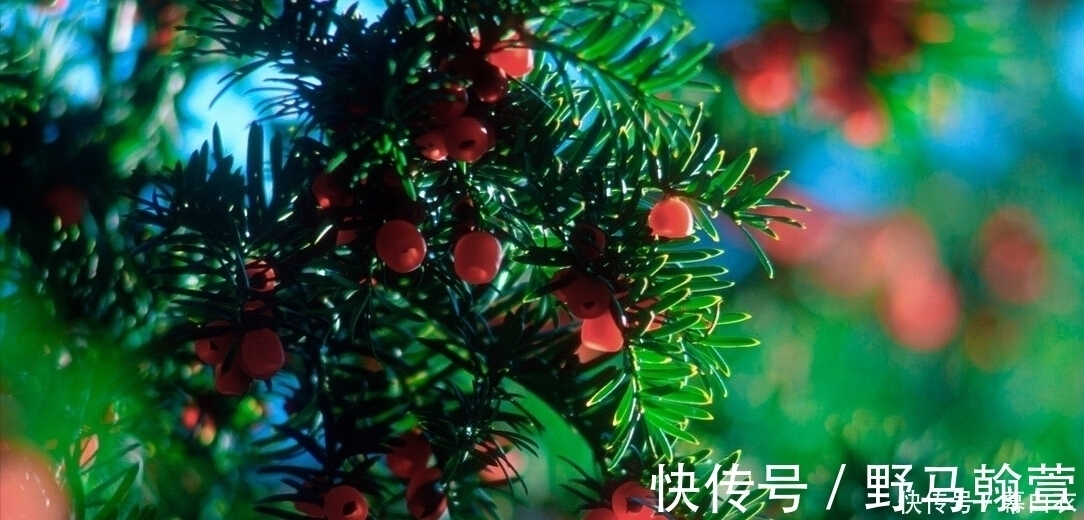 三种“富贵”树,能当盆景“传家宝”,喜庆吉祥上档次