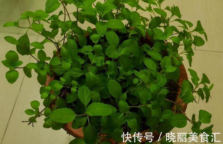 卧室里养花,怕植物和人争氧,睡眠越来越差,不如就试试这4样