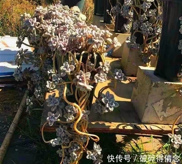 悬崖|最容易长老桩的八种多肉,悬崖瀑布桩快速养出来