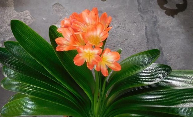 把“君子兰”养的开花不断,掌握关键3点就够了,不黄叶、不夹箭