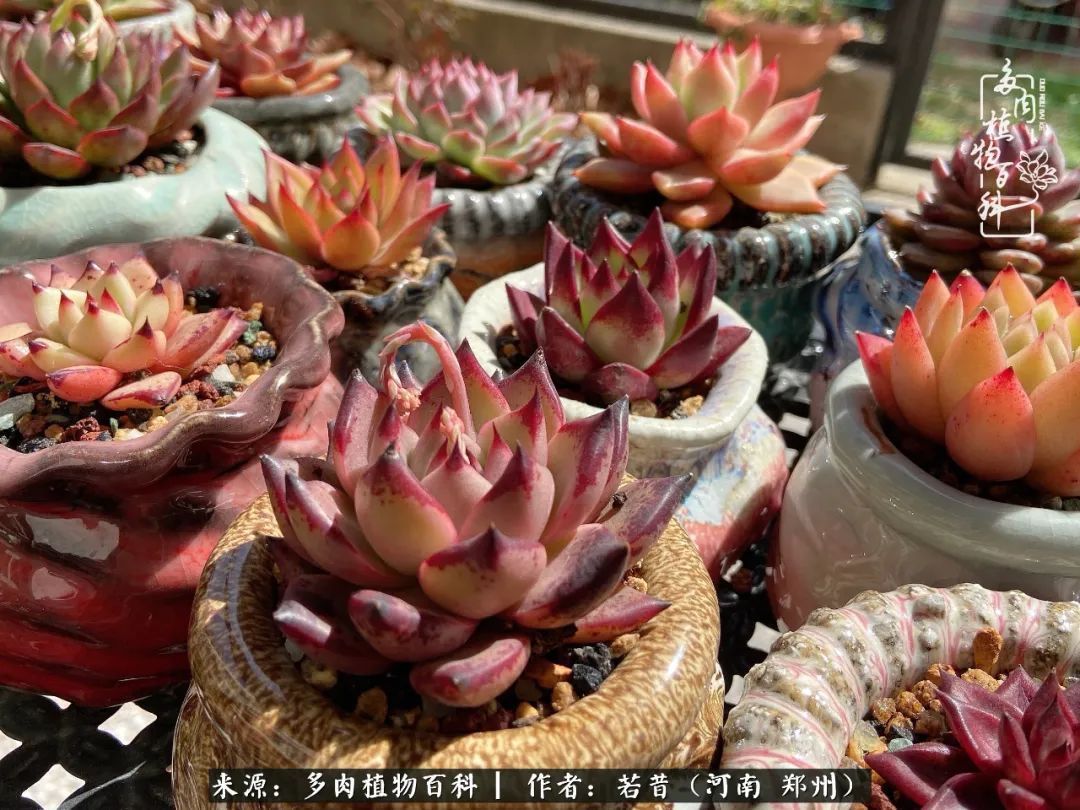 迷你小院儿，种满多肉、花草和蔬果，沉醉在自己的世外桃源！