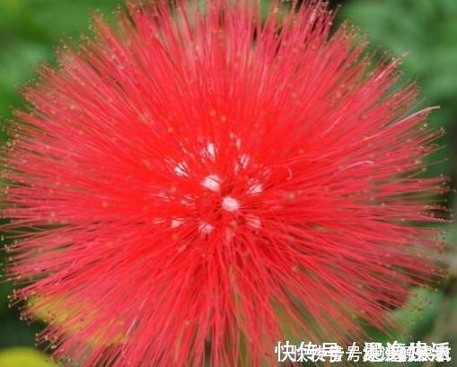 合欢甙|一味中药,让你不生气不焦虑,具有保健作用和养生功能,快来了解