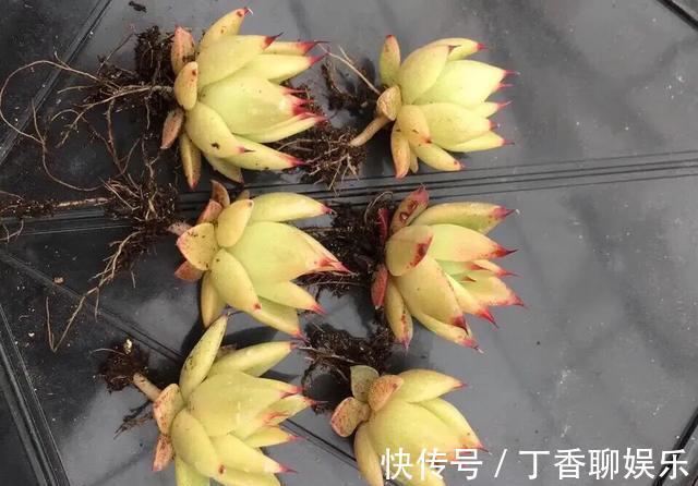 多肉|多肉植物色彩斑斓之黄色系多肉，祝各位花友飞黄腾达