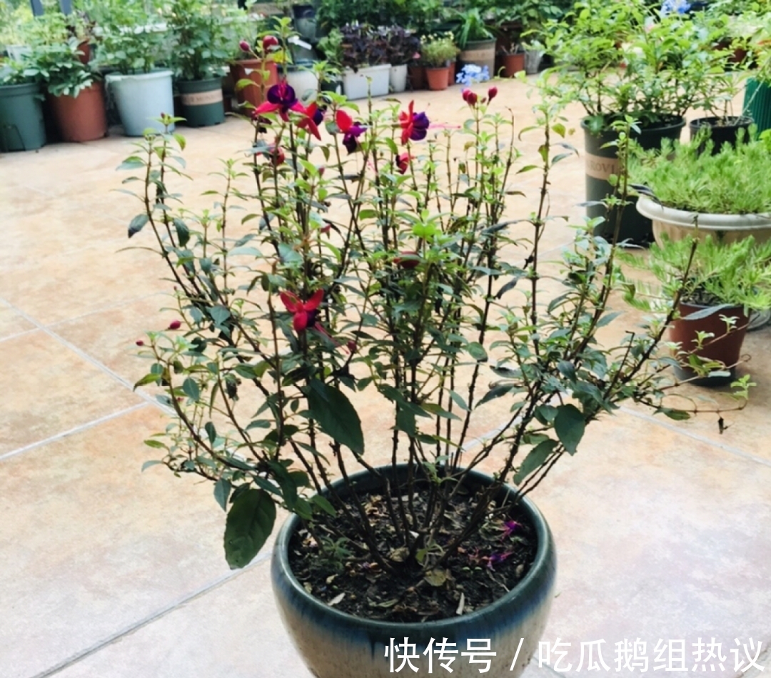 种花|9种花,夏天休眠了,一定少浇水,否则越浇越死