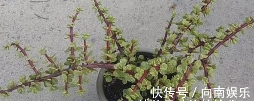 欣赏感|聪明人养花就养3种,可镇宅招财、有益健康,养护也省心