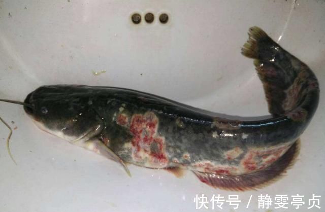 身体|买鱼时，碰到这4种鱼直接走，浪费钱还伤身体，鱼贩子自己都不吃