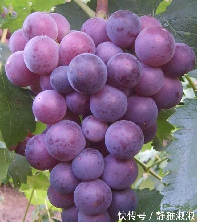 先兆性流产|怀孕两个月腹痛,被诊为“先兆流产”,医生这3种水果孕妈少吃