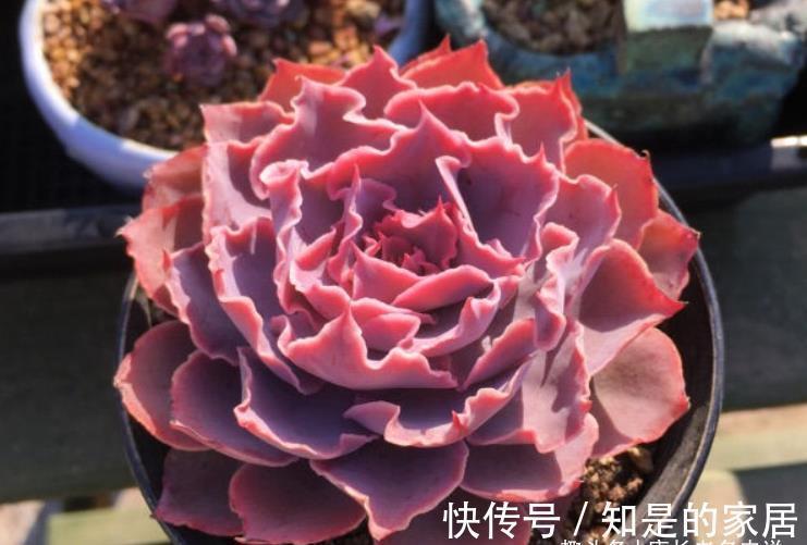 多肉|包菜类多肉大都皮粗肉糙,一些叶片宽大的品种夏天纯露养都没关系