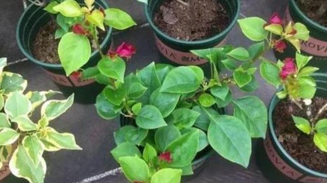 三角梅迟迟不开花,4个方法催花,2个月后就开花,又多又鲜艳