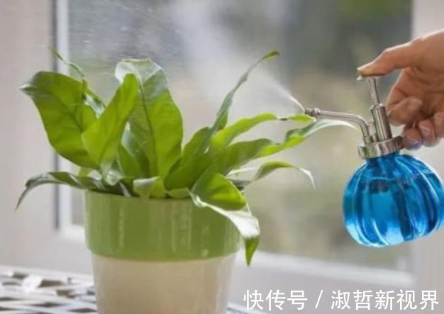 养花|浇花看似简单，其实有很多讲究，学会4点后，植物再也不烂根了