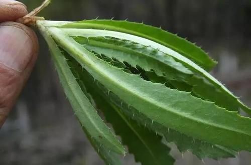  农村|农村的地里，有这样一种野菜，长满了刺，你敢吃吗？