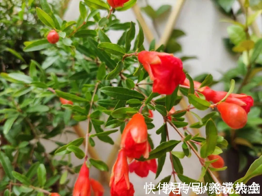 果子|家里养盆“招财花”,一年四季开红花结红果,“招财旺运”又红火