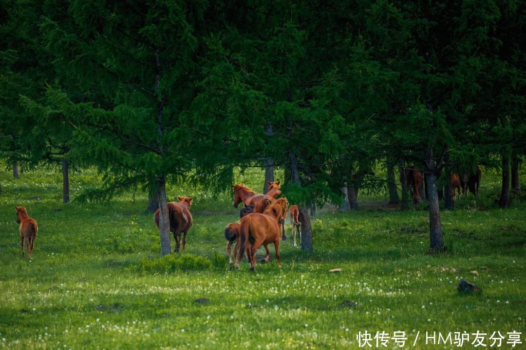 草原|内蒙古夏天应该去的三个地方