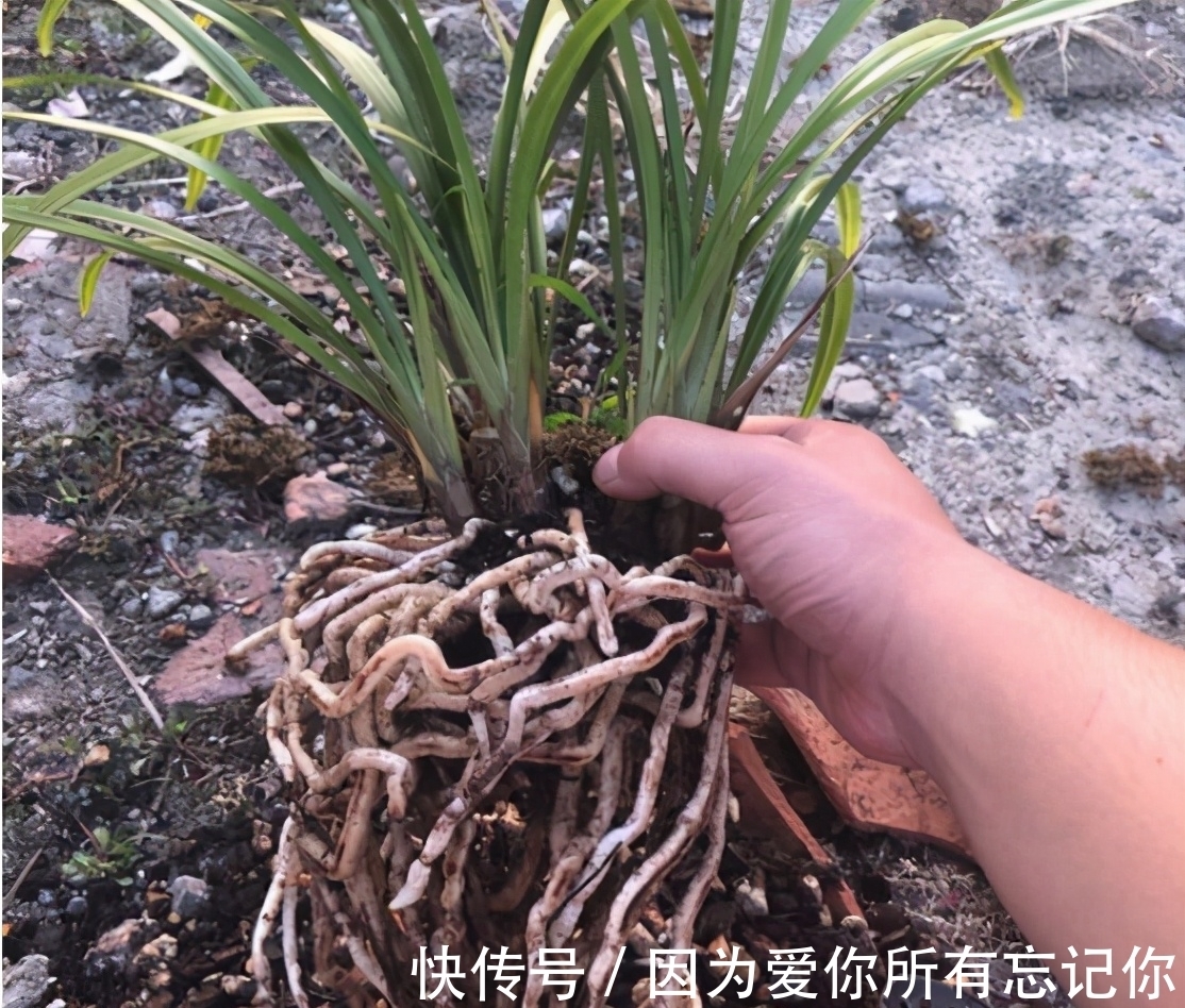 兰花凋谢后,早做3件事,新芽还比老苗多