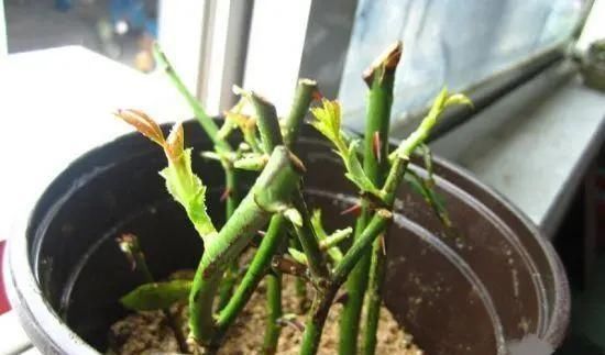 长春花|5种花,趁现在“赶紧扦插”,生根快,长得快,一个月就开花