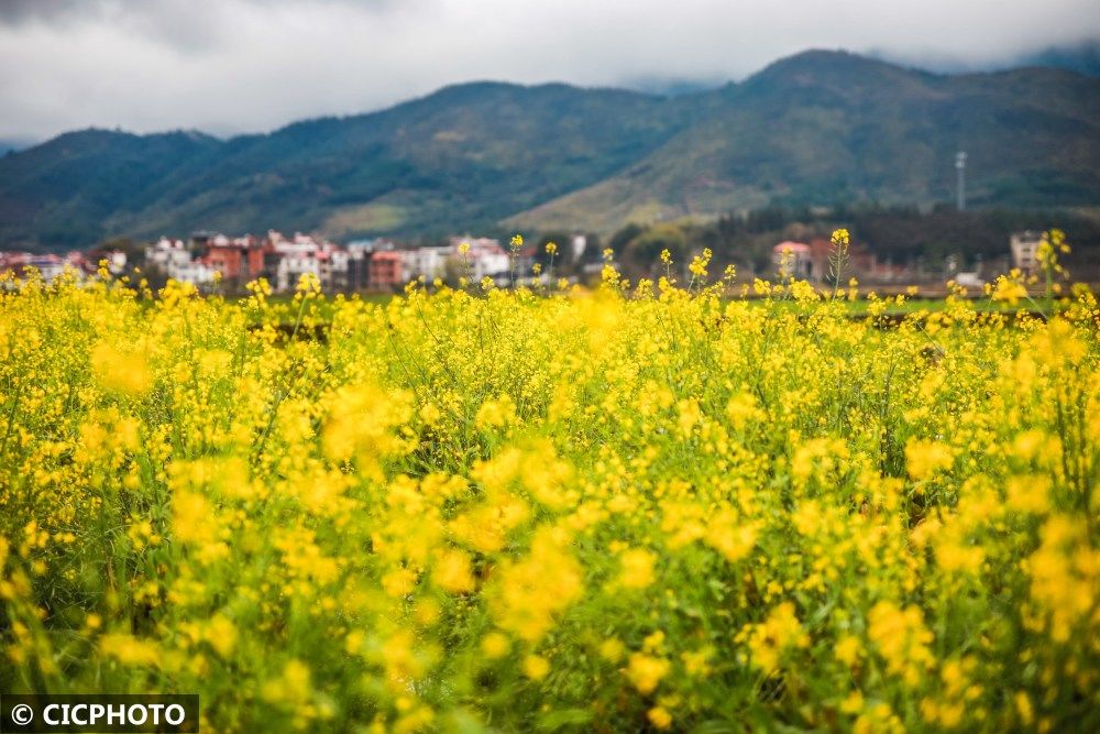 乡村|湖南蓝山：雨后乡村春色美