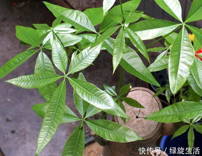 没经验的别养这3种花,买几棵死几棵,黄叶烂根不开花