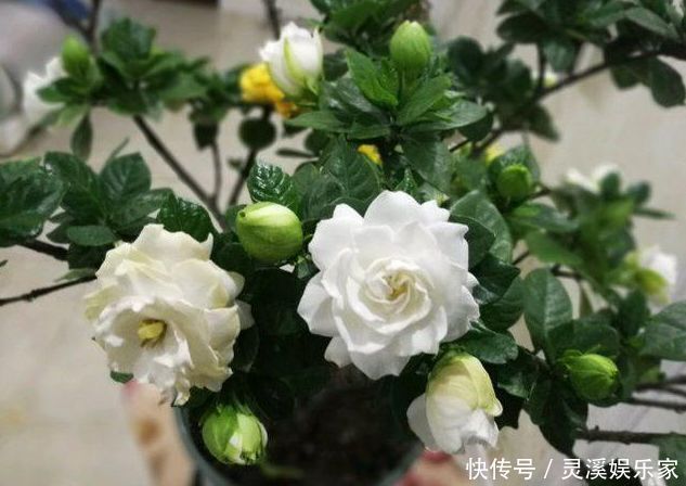 爆盆|春养茉莉花,大爷有“诀窍”,分分钟轻松“爆盆”,花开上百朵