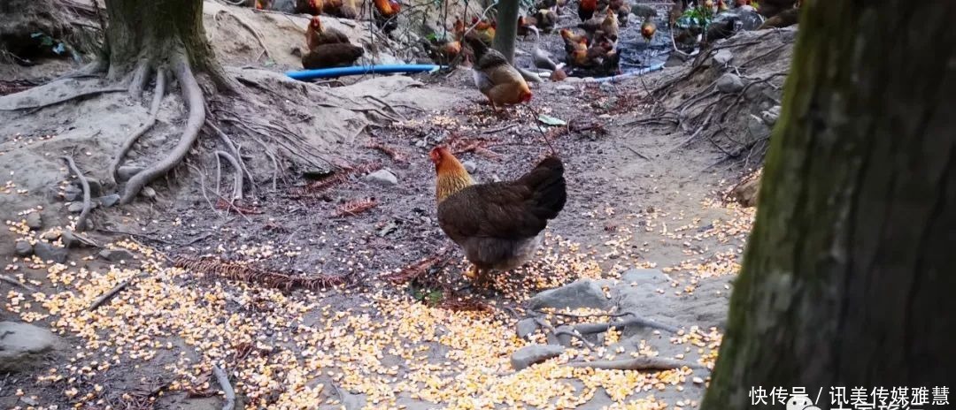 清远优质民宿大搜罗,总有一款合你胃口,来迎接夏日狂欢吧