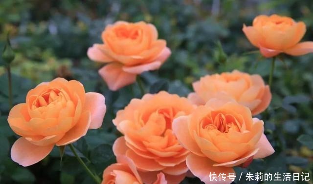 小阳台就养微月“四剑客”,只需养一盆,天天有花赏!