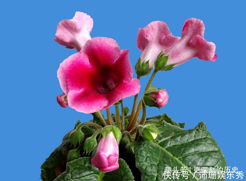此花人人见了都夸美,是优良的观赏花卉之一,代表着华美和欲望