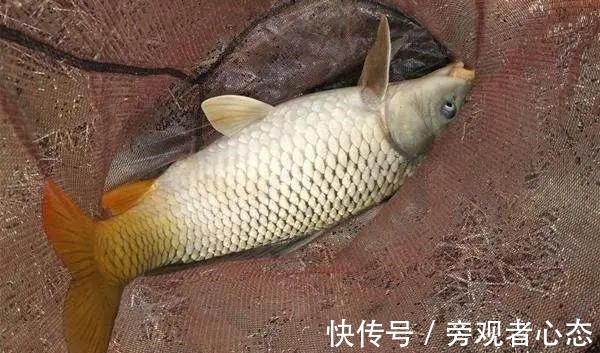 饵料|野钓鲤鱼螺鲤、九一八、蓝鲫的搭配方式,合理搭配效果更好!