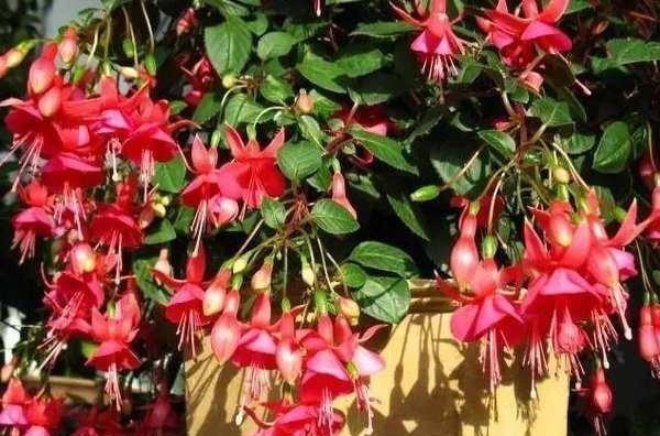 花肥|什么淘米水、啤酒水,都不如1勺颗粒,浅埋盆土里,根壮叶肥