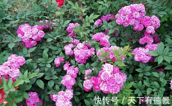 清新|养花试试这几款,温和清新的花卉,带着淡淡的花香,开花不断