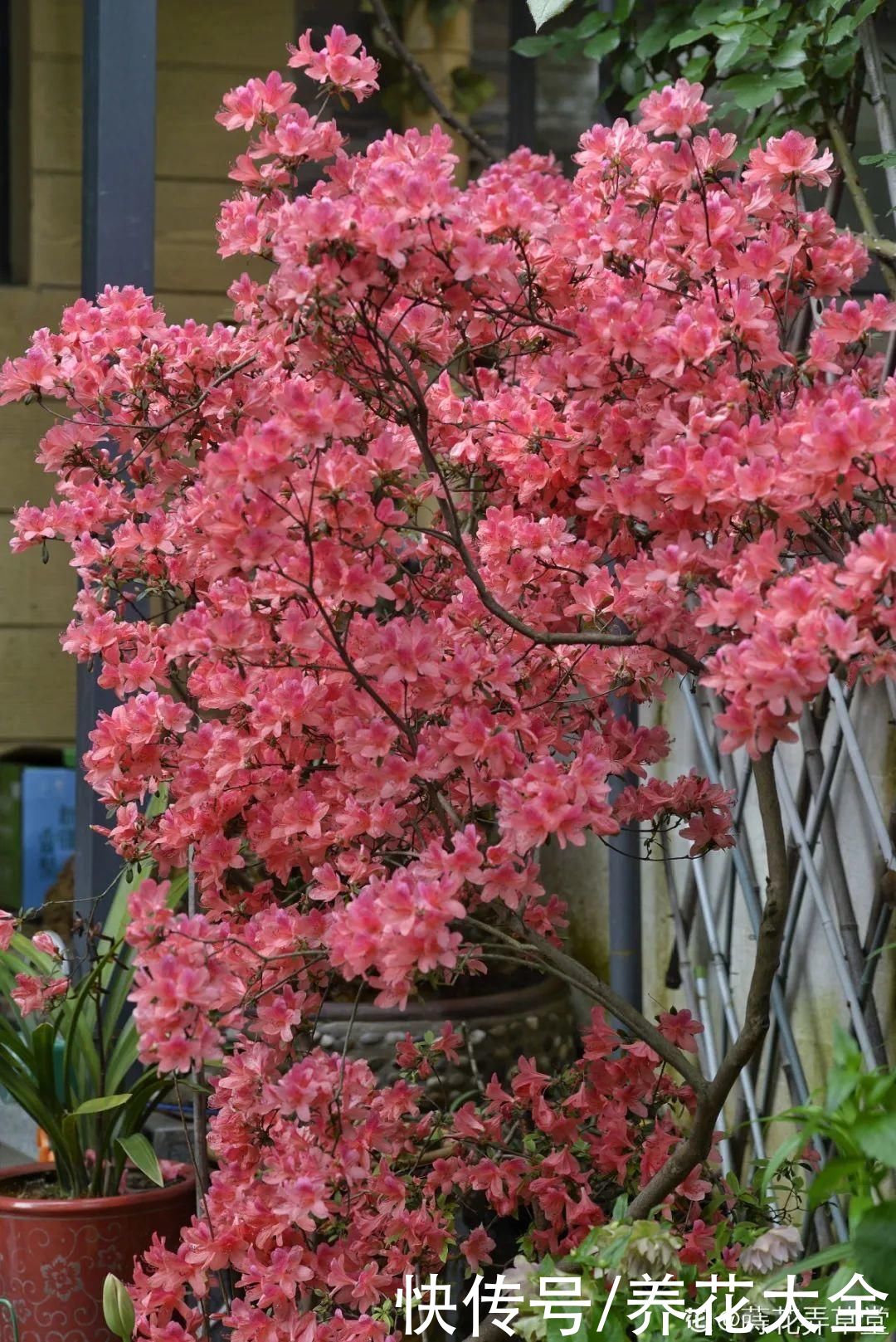花苞|天热了，20种花最怕浇水，浇得越多，死得越快