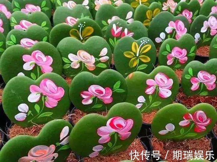 比绿萝还耐阴的花,养1盆能爬上房顶,开花比香水还香!