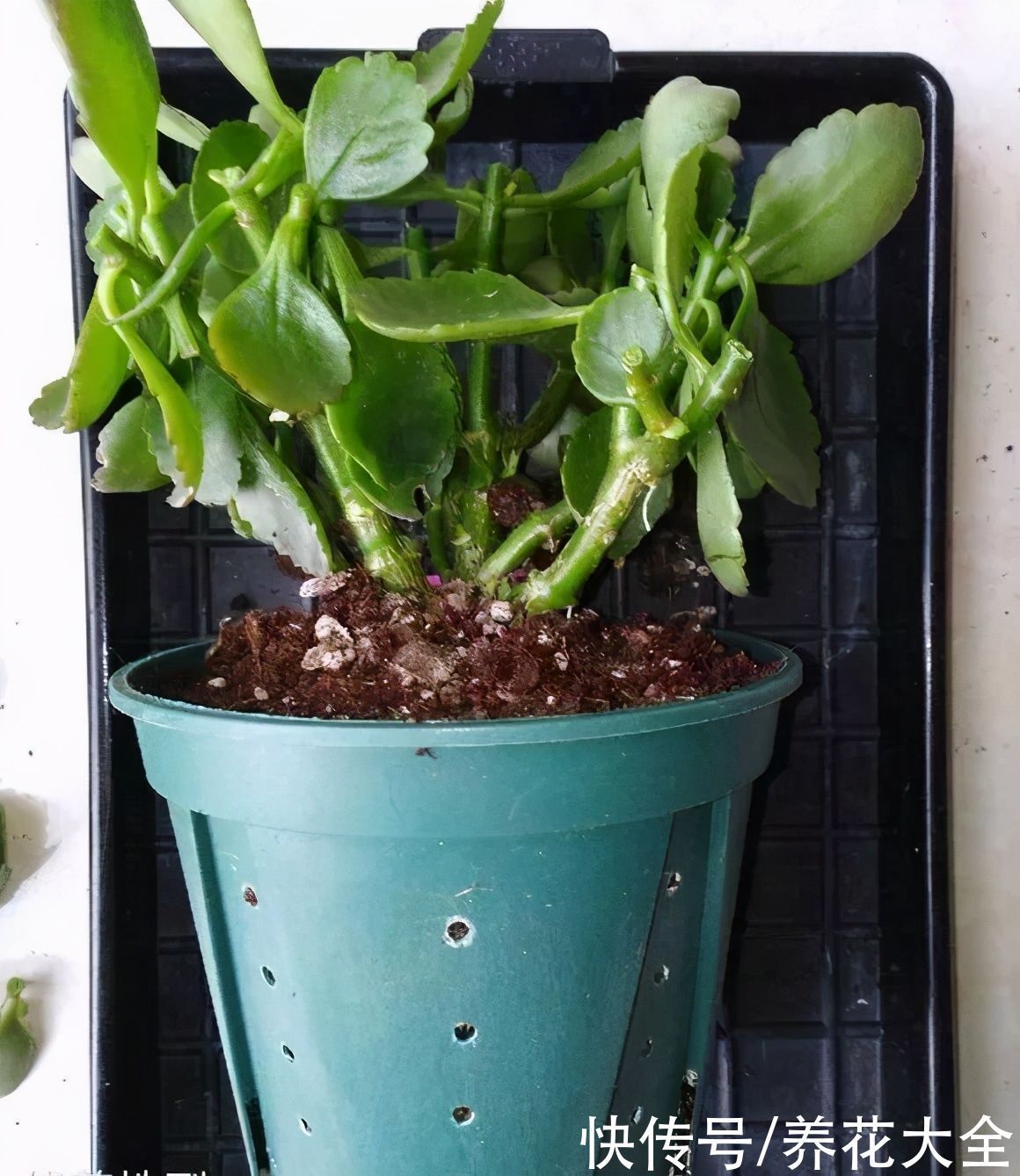 浇水|9种花,夏天休眠了,一定少浇水,否则越浇越死