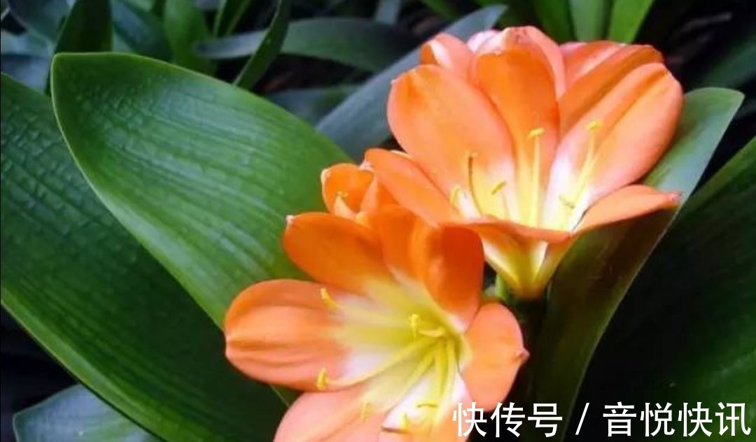 养花|养君子兰不开花？教你2个“小绝招”，很快长出花箭